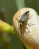 Closterotomus trivialis
